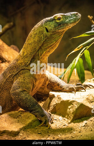 Drago di Komodo (Varanus komodoensis) presso lo Zoo di Atlanta vicino a downtown Atlanta, Georgia. (USA) Foto Stock