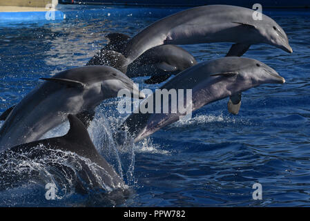 Madrid, Spagna. Il 27 settembre, 2018. Comune di delfini a naso di bottiglia nella foto durante una mostra al Zoo di Madrid e Acquario. Credito: Jorge Sanz/Pacific Press/Alamy Live News Foto Stock