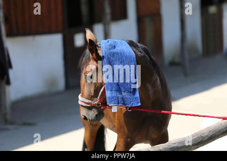 Wet spugna spugna di cotone sulla testa di un ponticello mostra cavallo in ta sole caldo giorno d'estate Foto Stock