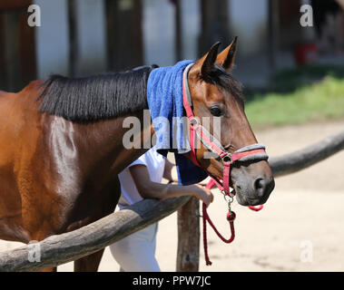 Protezione solare con spugna umida sulla testa di un purosangue horsey sportivo Foto Stock