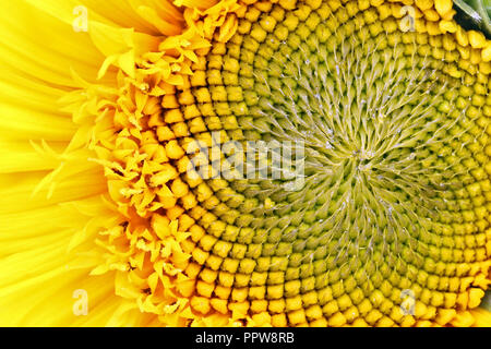 Girasole bud all'inizio della maturazione delle sementi - vista superiore del fiore. Piccole gocce di resina e olio su petali. Studio sullo sfondo della macro Foto Stock