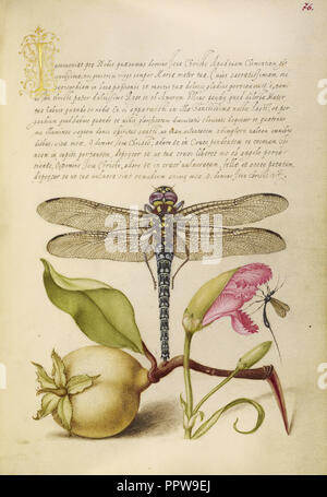Dragonfly, pera, Garofano, ed insetti; Joris Hoefnagel, fiammingo , ungherese, 1542 - 1600, e Georg Bocskay, ungherese, è morto Foto Stock
