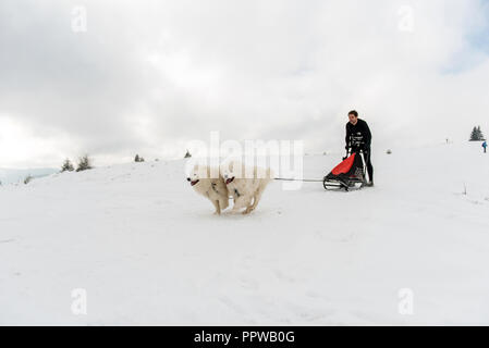 BELIS, Romania - 17 Febbraio 2018 : musher racing a un pubblico corsa di cani da slitta mostrano con cani samoiedo nelle montagne della Transilvania Foto Stock