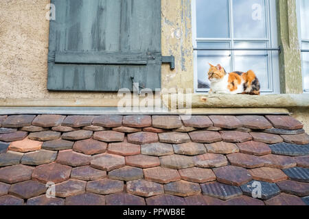 In un davanzale di una casa nella città svizzera di Thun (Svizzera), un gatto è rilassante e godendo di una tarda estate del giorno nel mese di settembre. Foto Stock