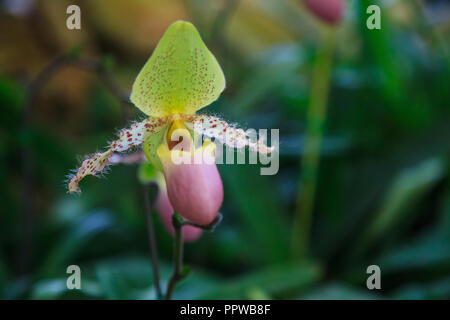 Fiori: pianella della Madonna, lady pantofola o pantofola orchid Paphiopedilum, Paphiopedilum sukhakulii. La pantofola bordo a forma di fiore serve come una trappola Foto Stock