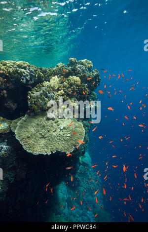 Coralli duri sulla cima della scogliera, fratello isole, Mar Rosso, Egitto Foto Stock