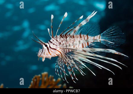 Leone indiano, Pterois miles, fratello isole, Mar Rosso, Egitto Foto Stock