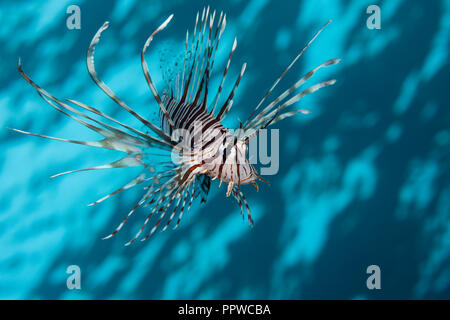 Leone indiano, Pterois miles, fratello isole, Mar Rosso, Egitto Foto Stock