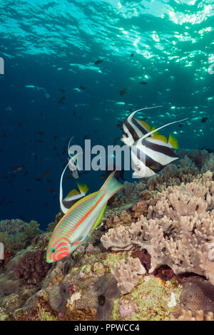 Secca di Pennant Bannerfish e Wrasse, Heniochus diphreutes, fratello isole, Mar Rosso, Egitto Foto Stock