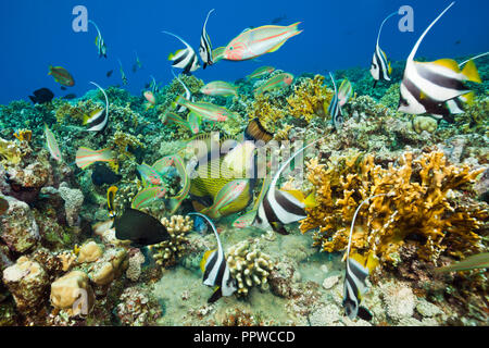 Pesci corallo alimentazione, fratello isole, Mar Rosso, Egitto Foto Stock