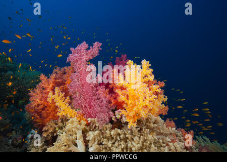 Colorati coralli molli, Dendronephthya sp., fratello isole, Mar Rosso, Egitto Foto Stock