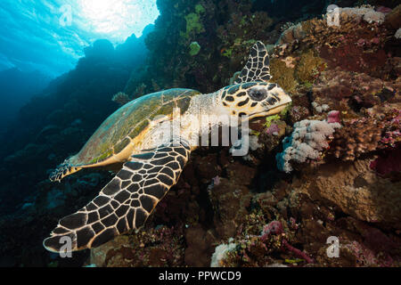 Hawksbill Tartarughe Marine, Eretmochelys imbricata, fratello isole, Mar Rosso, Egitto Foto Stock