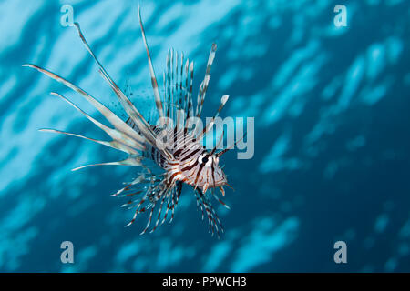 Leone indiano, Pterois miles, fratello isole, Mar Rosso, Egitto Foto Stock