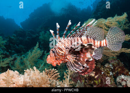 Leone indiano, Pterois miles, fratello isole, Mar Rosso, Egitto Foto Stock