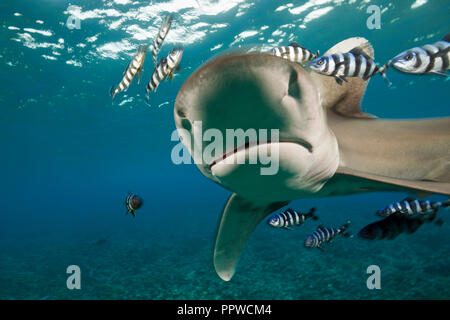 Lo squalo longimano, Carcharhinus longimanus, fratello isole, Mar Rosso, Egitto Foto Stock