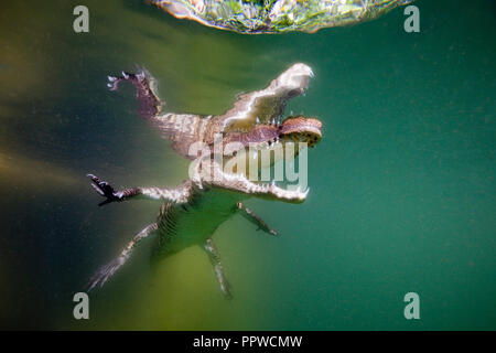 I capretti coccodrillo americano, Crocodylus acutus, Florida Everglades, STATI UNITI D'AMERICA Foto Stock