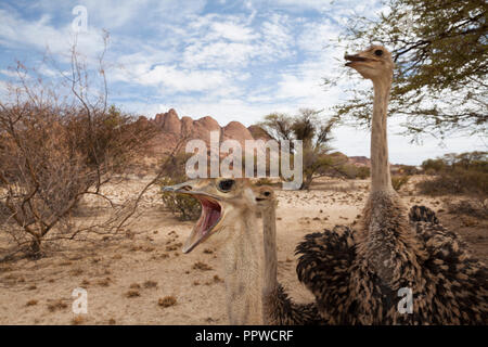 Struzzo Sudafricano, Struthio camelus australis, Spitzkoppe, Namibia Foto Stock