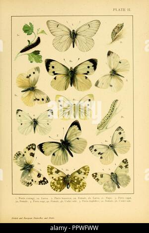 Europei e britannici di farfalle e falene (Macrolepidoptera) piastra (II) Foto Stock