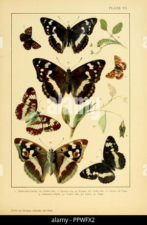 Europei e britannici di farfalle e falene (Macrolepidoptera) piastra (VI) Foto Stock