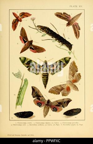 Europei e britannici di farfalle e falene (Macrolepidoptera) piastra (XV) Foto Stock