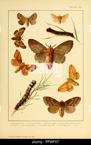Europei e britannici di farfalle e falene (Macrolepidoptera) piastra (XX) Foto Stock