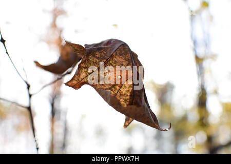 Questa immagine è stata scattata in Midland, MI in autunno/caduta di una foglia appesa ad un ramo. Foto Stock