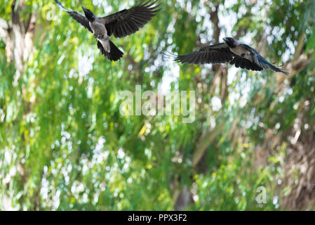 Due Bird Crow volare volare in una foresta verde paura nel cielo blu le tenebre e la morte Foto Stock