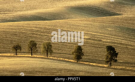 Vicolo di castagno nella regione della Moravia nella luce del mattino Foto Stock