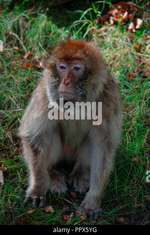Più antica scimmia a Trentham Monkey Forest Foto Stock