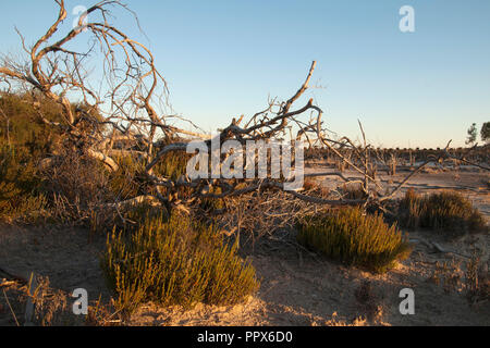 Hyden Australia, vista sul lago salato con alberi morti nel tardo pomeriggio Foto Stock