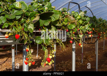 Commercio piante di fragola sempre-portanti frutta che crescono in polytunnel in Tarleton Greenhouses, Regno Unito Foto Stock