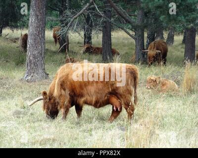 Highland Bovini, Aviemore, Highlands della Scozia Foto Stock