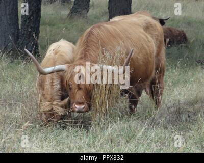 Highland Bovini, Aviemore, Highlands della Scozia Foto Stock