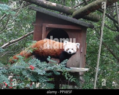 Panda rosso, la Highland Wildlife Park, Kingussie, Highland, Scozia Foto Stock