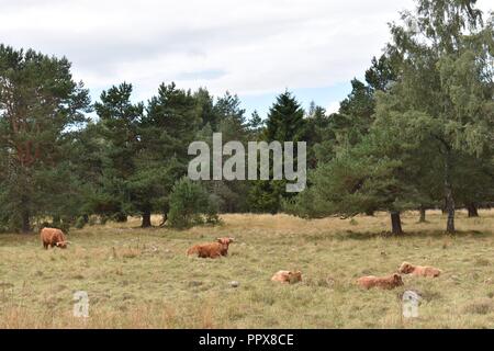 Highland Bovini, Aviemore, Highlands della Scozia Foto Stock