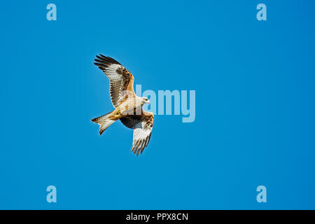 Un aquilone rosso,Milvus milvus,volare contro un cielo blu Foto Stock