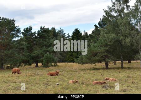 Highland Bovini, Aviemore, Highlands della Scozia Foto Stock