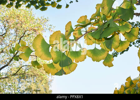 Foglie di Ginkgo biloba girando al giallo in autunno Foto Stock