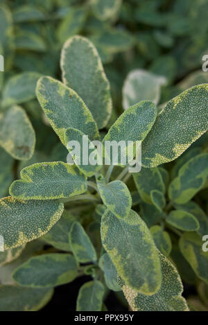 La Salvia officinalis icterina close up Foto Stock