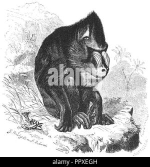 Brehms Het Leven der Dieren Zoogdieren Orde 1 Mandrino (Cynocephalus mormone). Foto Stock