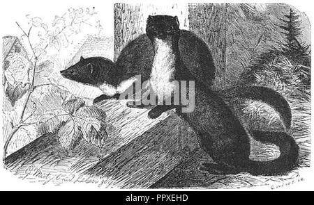 Brehms Het Leven der Dieren Zoogdieren Orde 4 Steenmarter (Mustela foina). Foto Stock