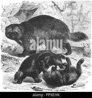 Brehms Het Leven der Dieren Zoogdieren Orde 4 Veelvraat (Gulo borealis). Foto Stock