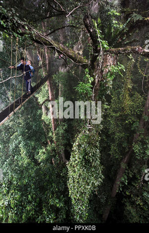 Baldacchino passeggiata attraverso la foresta pluviale in Borneo, Malesia, Sud-Est asiatico Foto Stock