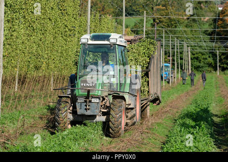 Stock Farm, Suckley, Worcestershire - Venerdì 28 Settembre 2018 - UNIONE EUROPEA i lavoratori stagionali provenienti da Polonia e Bulgaria il taglio di luppolo ( Jester varietà ) nella fine autunno sunshine - dopo una lunga e calda estate secca questo anni hop resa è inferiore rispetto a quella degli anni precedenti. Coltivatori di incertezza di fronte nei prossimi anni la forza lavoro come Brexit continuano i negoziati. Foto Steven Maggio / Alamy Live News Foto Stock
