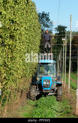 Stock Farm, Suckley, Worcestershire - Venerdì 28 Settembre 2018 - UNIONE EUROPEA i lavoratori stagionali provenienti da Polonia e Bulgaria il taglio di luppolo ( Jester varietà ) nella fine autunno sunshine - dopo una lunga e calda estate secca questo anni hop resa è inferiore rispetto a quella degli anni precedenti. Coltivatori di incertezza di fronte nei prossimi anni la forza lavoro come Brexit continuano i negoziati. Foto Steven Maggio / Alamy Live News Foto Stock