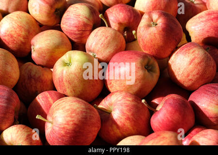 Stock Farm, Suckley, Worcestershire - Settembre 2018 - appena raccolte le mele Gala nella fine autunno al sole con temperature locali di 16c - queste mele andrà a catene di supermercati del Regno Unito - Photo Steven Maggio / Alamy Live News Foto Stock