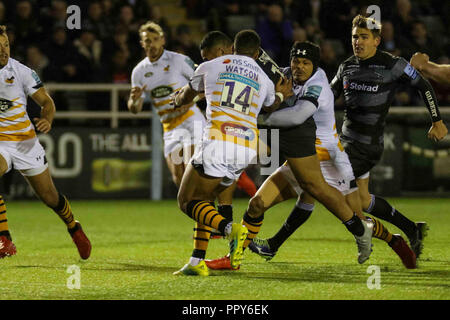 Newcastle, Regno Unito. Il 28 settembre 2018, Kingston Park, Newcastle, Inghilterra; Gallagher Premiership, Newcastle v vespe ; Sinoti Sinoti di Newcastle Falcons è affrontato Credito: Dan Cooke/News immagini Credito: News immagini /Alamy Live News Foto Stock