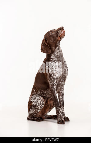 Il tedesco Shorthaired puntatore - Kurzhaar cucciolo di cane isolato su bianco di sfondo per studio Foto Stock