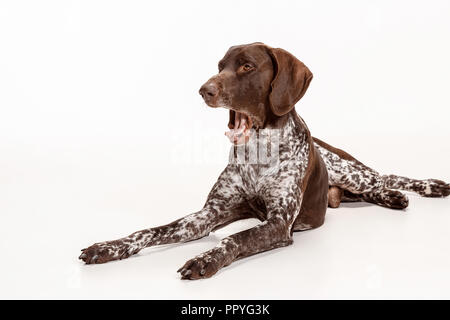 Il tedesco Shorthaired puntatore - Kurzhaar cucciolo di cane isolato su bianco di sfondo per studio Foto Stock