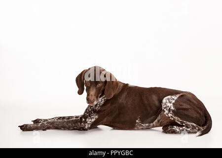 Il tedesco Shorthaired puntatore - Kurzhaar cucciolo di cane isolato su bianco di sfondo per studio Foto Stock